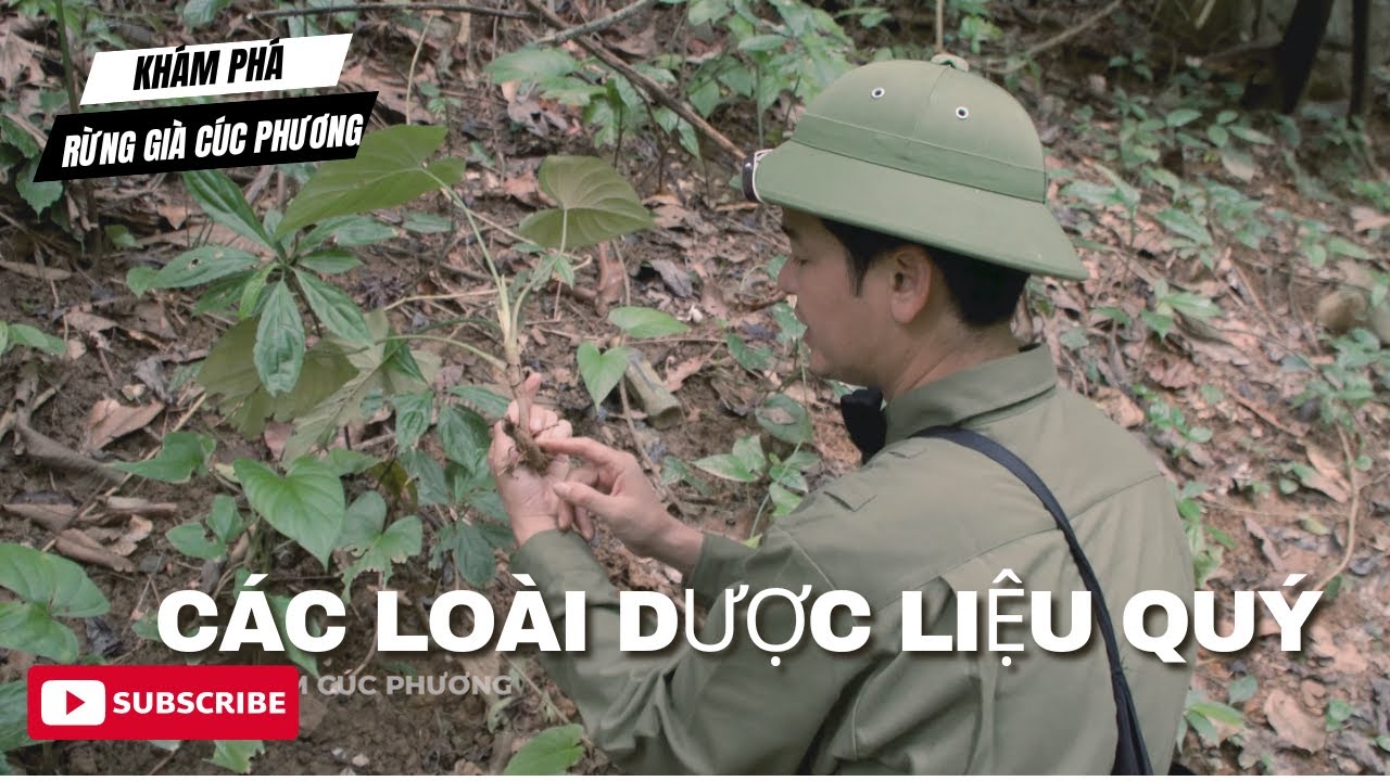 Những Loài Dược Liệu Quý Hiếm Ở Cúc Phương – Bạn Đã Biết Chưa?