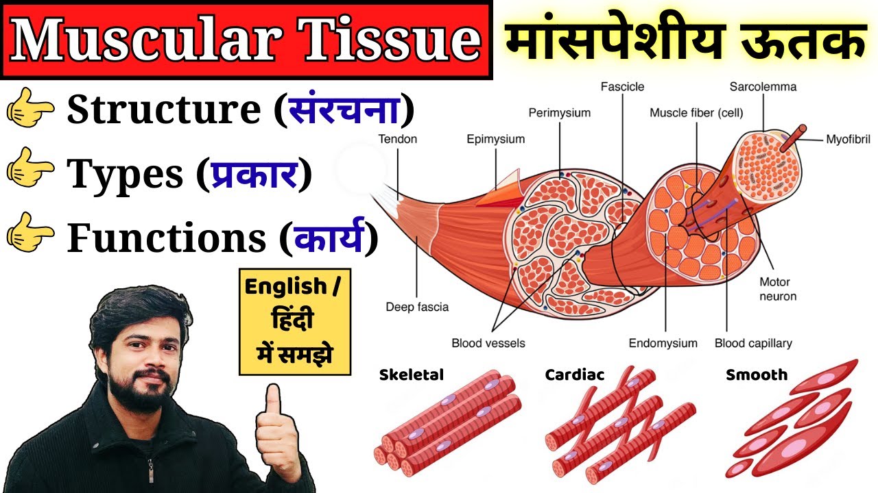 Muscular Tissue Anatomy and Physiology in Hindi | Types, Structure & Functions | Nursing, MLT, Pharm