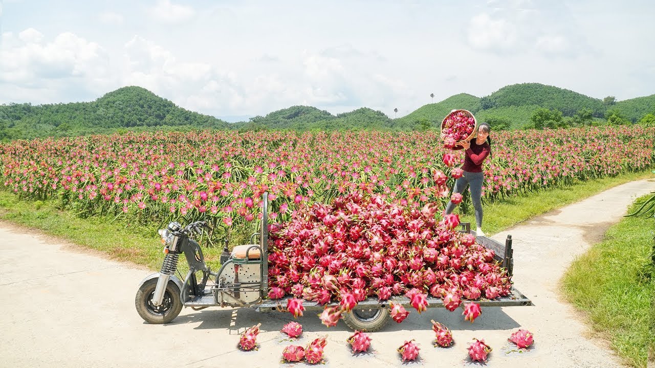 Harvesting Lots of Dragon Fruit From Large Garden Transported to Countryside Market for Villager