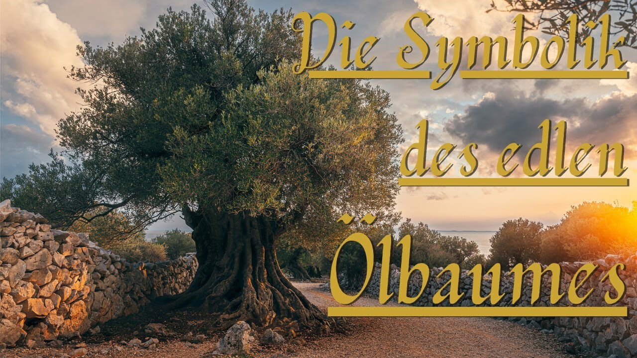 Die Symbolik des edlen Ölbaumes | Römer 11, 13 - 24