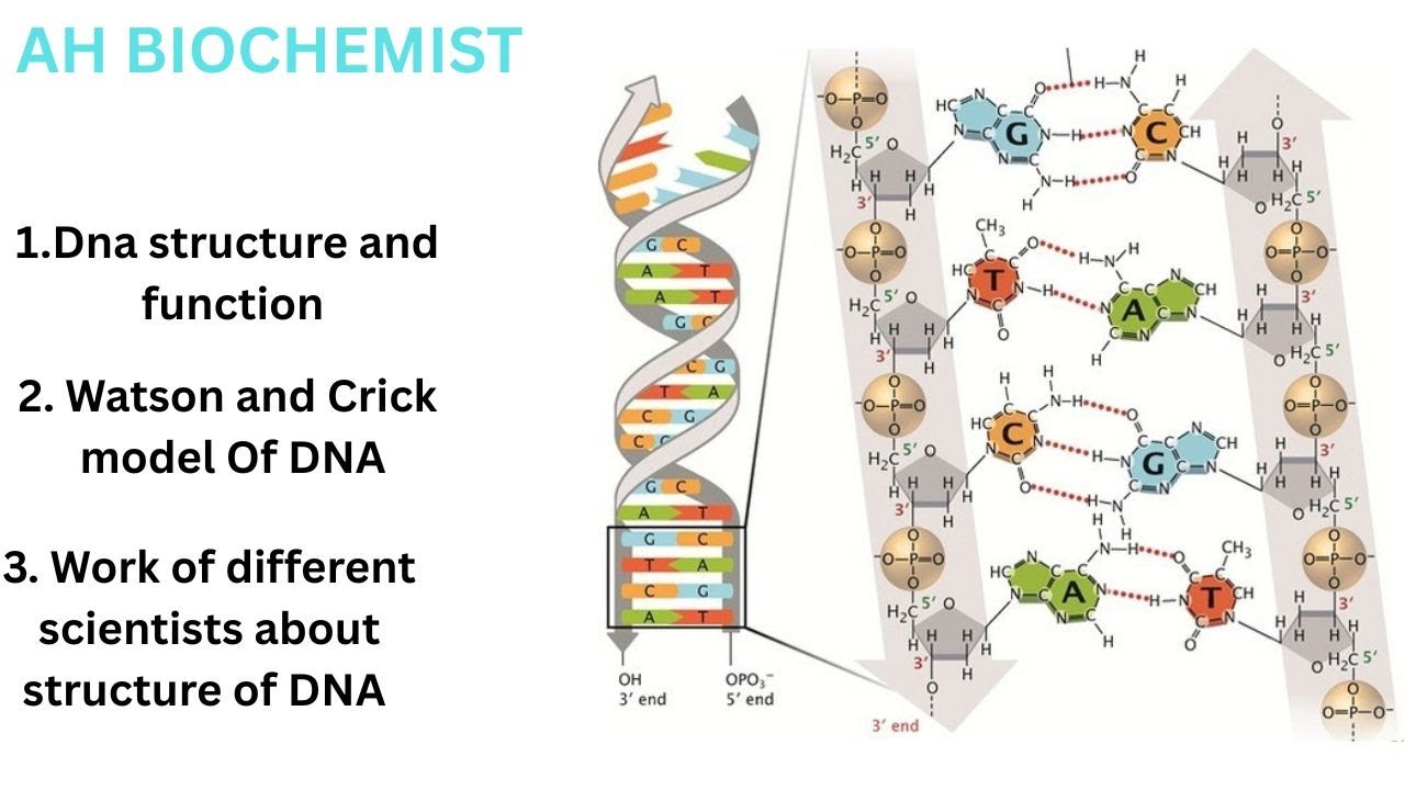 Watson and Crick model of DNA| Structure and function of DNA| Chargaff's Rules | Nucleon|