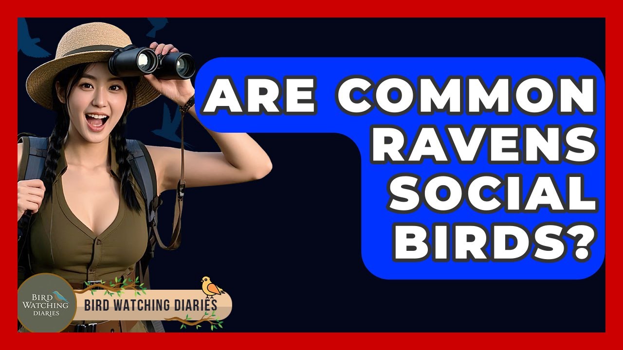 Are Common Ravens Social Birds? - Bird Watching Diaries