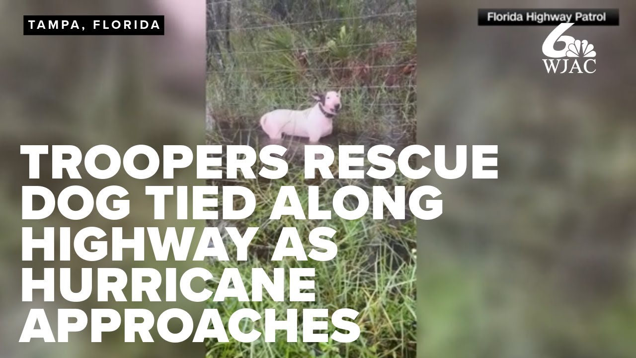 BODYCAM FOOTAGE: Florida troopers rescue dog tied along side of highway as Hurricane approaches