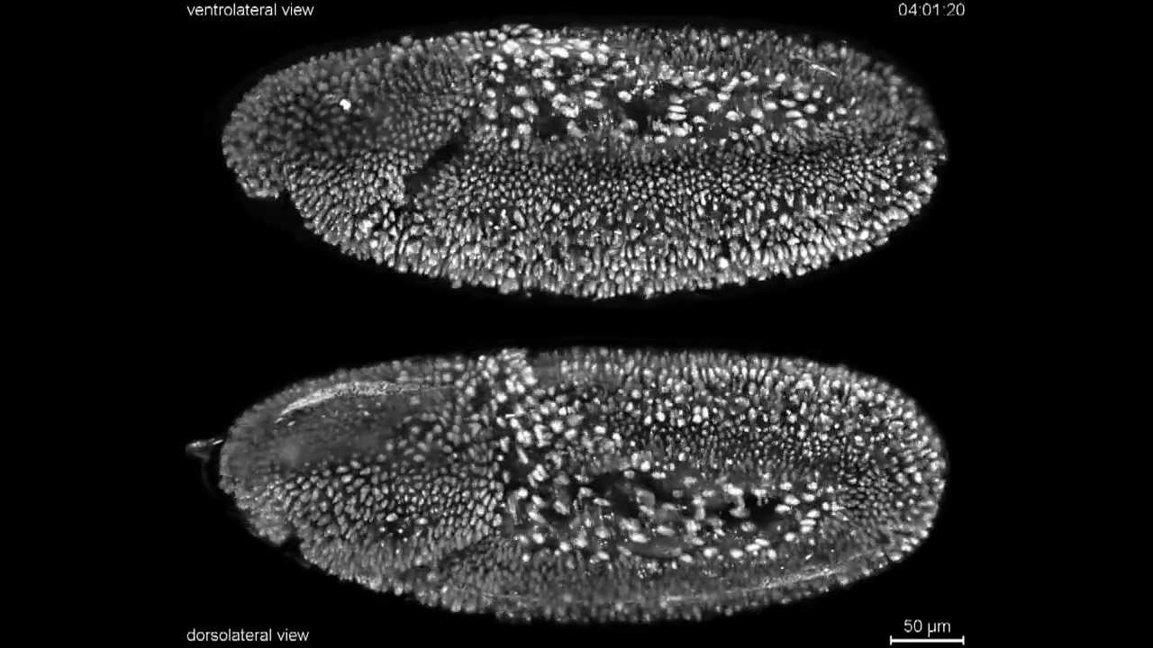 Fruitfly Drosophila complete embryonic development at high resolution