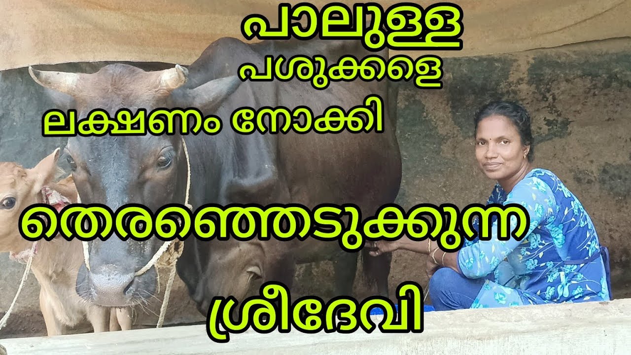 സ്കീമിന്റെ  പശുക്കൾ കിട്ടിയാൽ ഇനി അടുത്ത പഞ്ചായത്തിൽ പോയി വാങ്ങാം /miyafarm kichan vlog