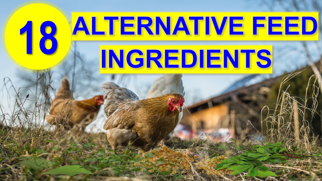 Top 18 Alternative Feed Ingredients for Chickens to Save Cost
