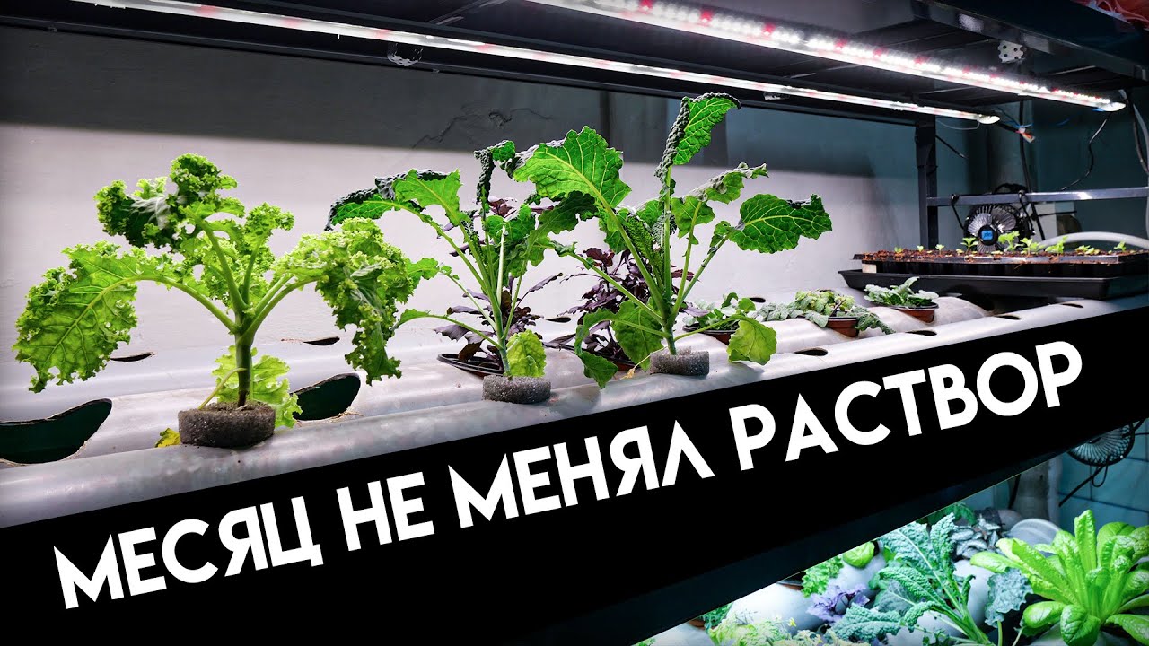 Что будет если не менять питательный раствор в гидропонике. Выращивание зелени