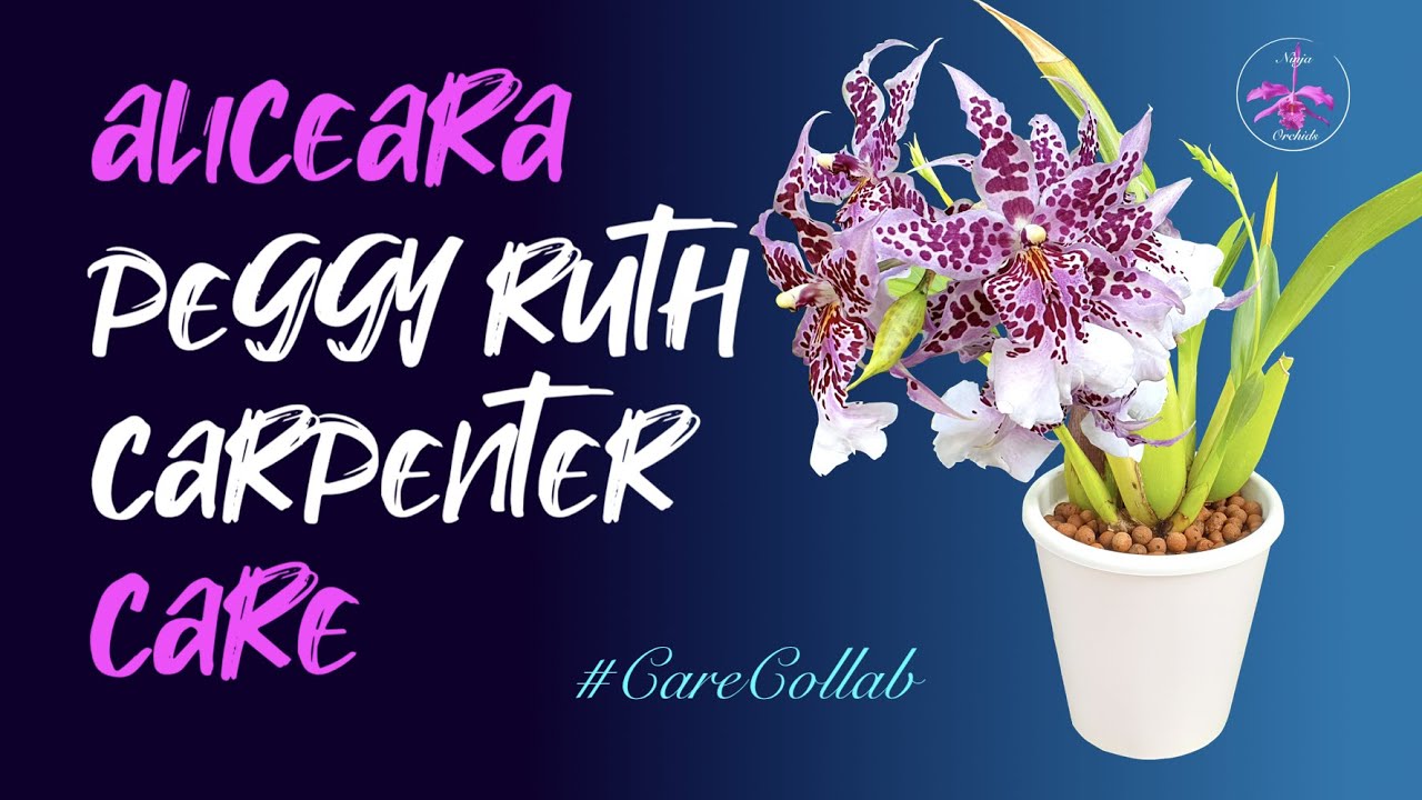 Aliceara Peggy Ruth Carpenter 'Morning Joy' | Self-Watering & Leca Care #CareCollab #ninjaorchids