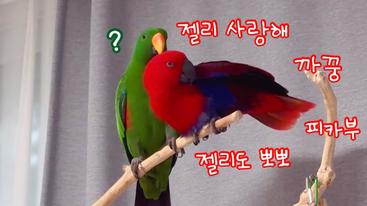 [지구젤리/쫑알] 젤리가 말하는 모습을 마음껏 볼 수 있을 때