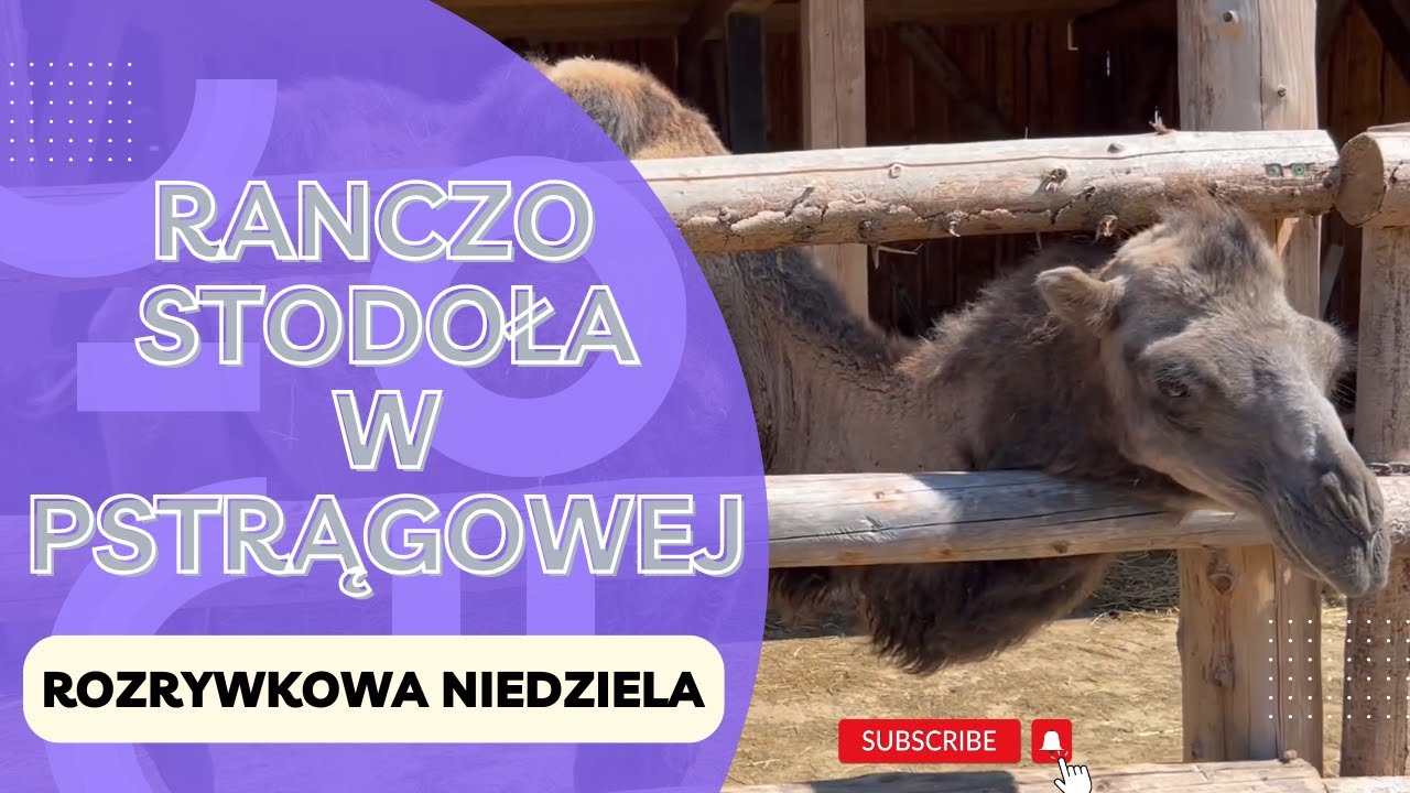 🇵🇱 RANCZO STODOŁA W PSTRĄGOWEJ 🐪🦙🫏 #zwiedzanie #polska #podkarpacie