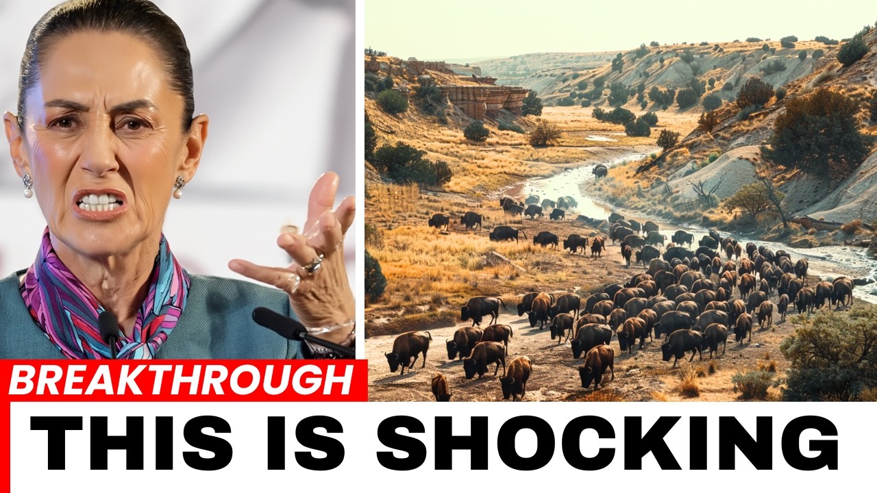 Mexico Released Bisons in a Desert — and 10 years later...