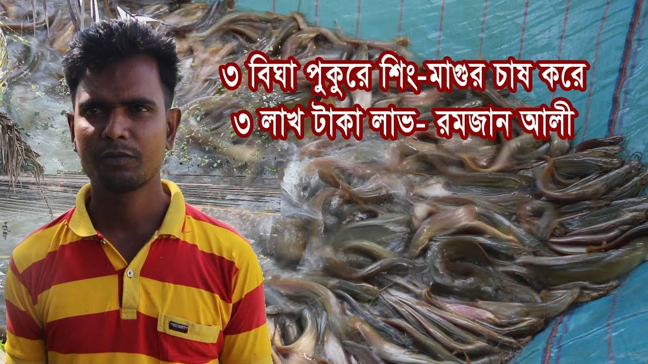 ৩ বিঘা পুকুরে শিং-মাগুর চাষ করে ৩ লাখ টাকা লাভ- রমজান আলী, Fish Farming