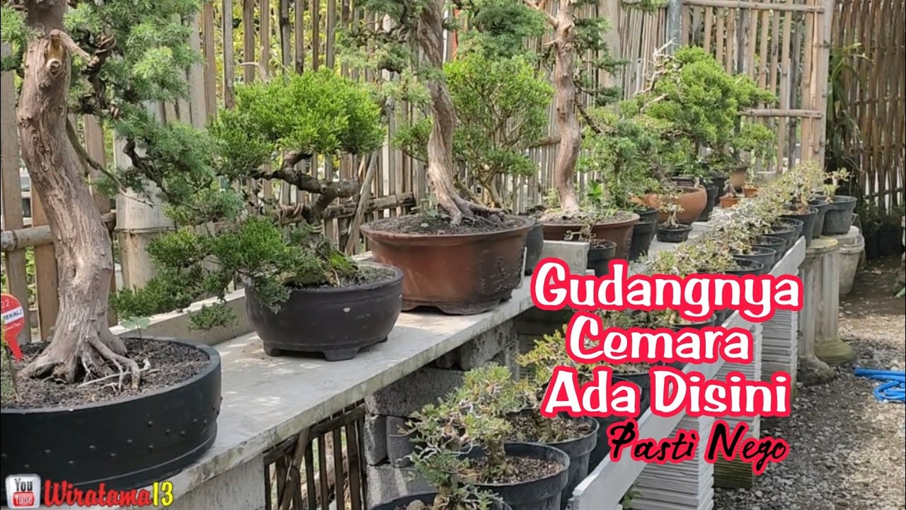 GUDANGNYA BONSAI CEMARA ‼️CEK HARGA BONSAI DIRUMAH MAS BLEDUK SEMEN