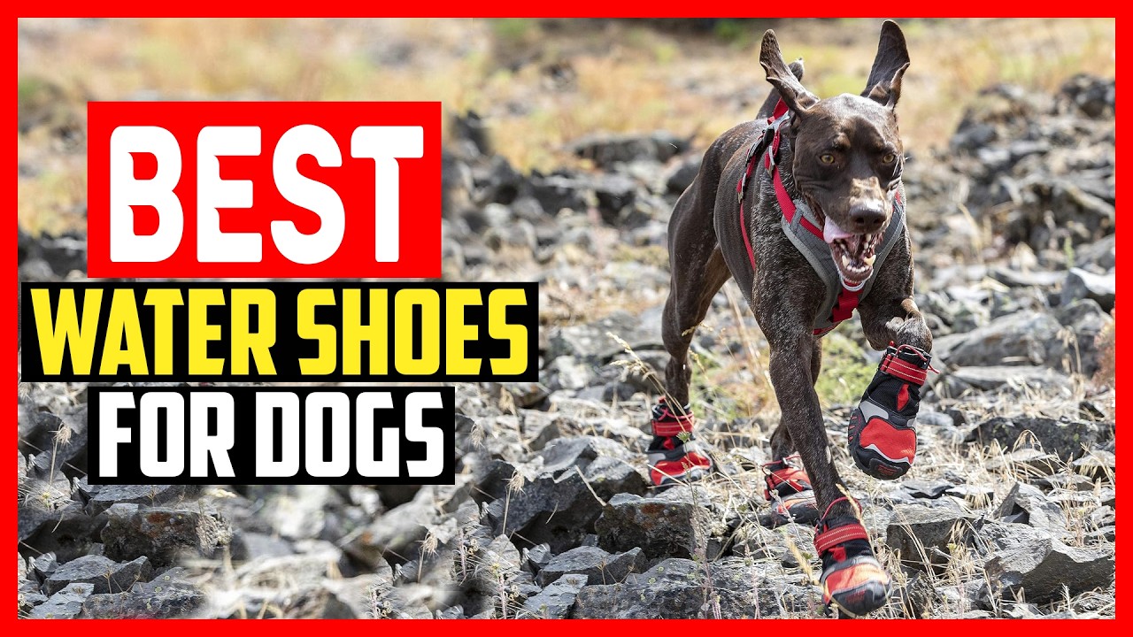 ✅Top 5 Best Water Shoes For Dogs in 2026