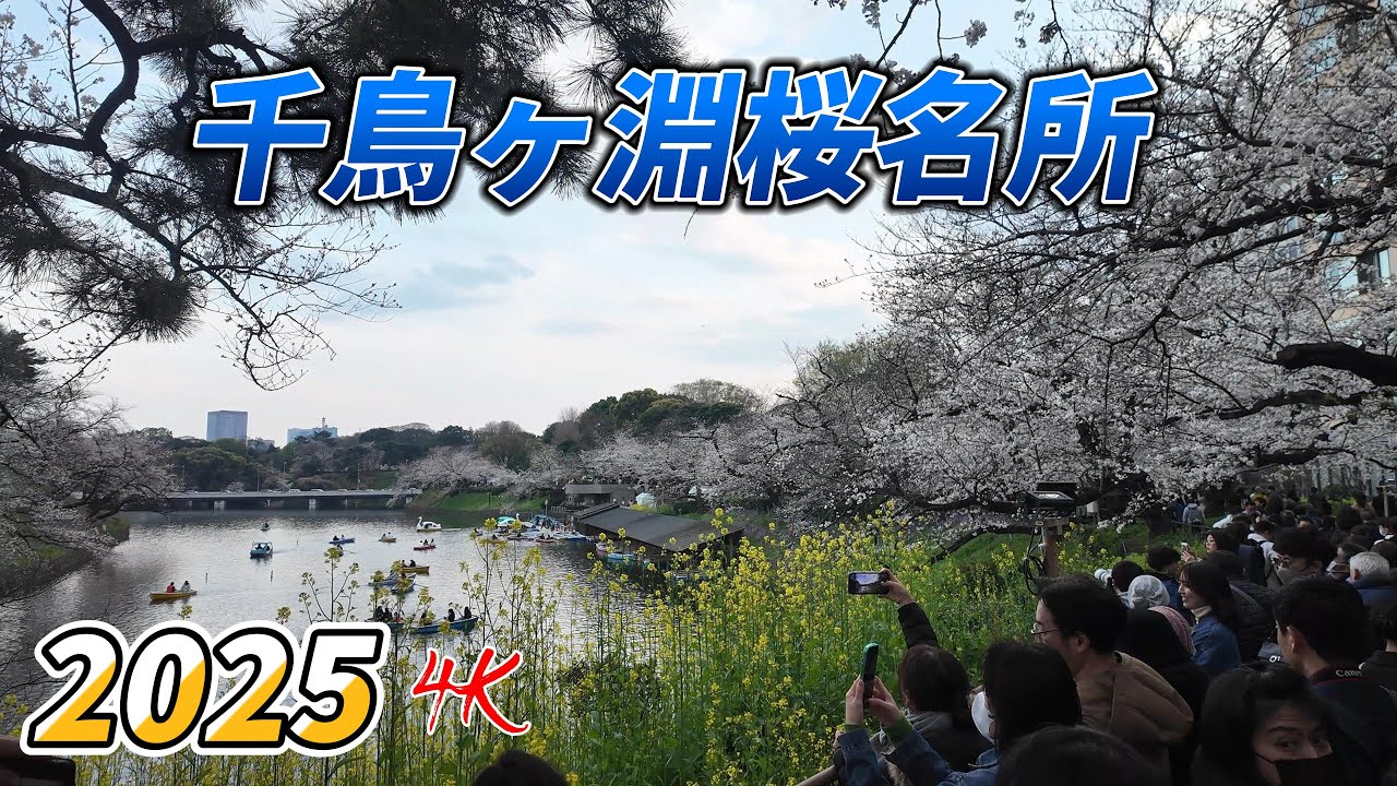 4k Japan Cherry Blossom  千鳥ヶ淵緑道　2025