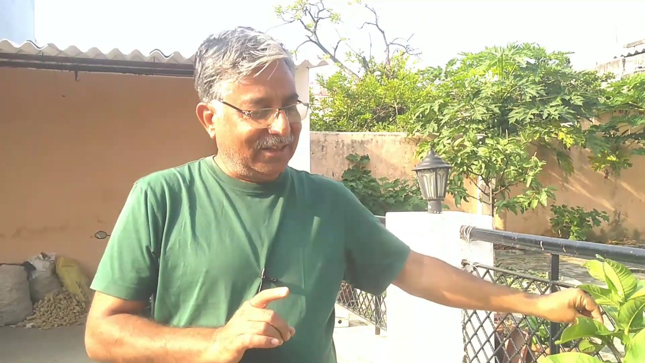 101. अमरूद के पौधों की कटिंग क्यों, कब और कैसे करें ?