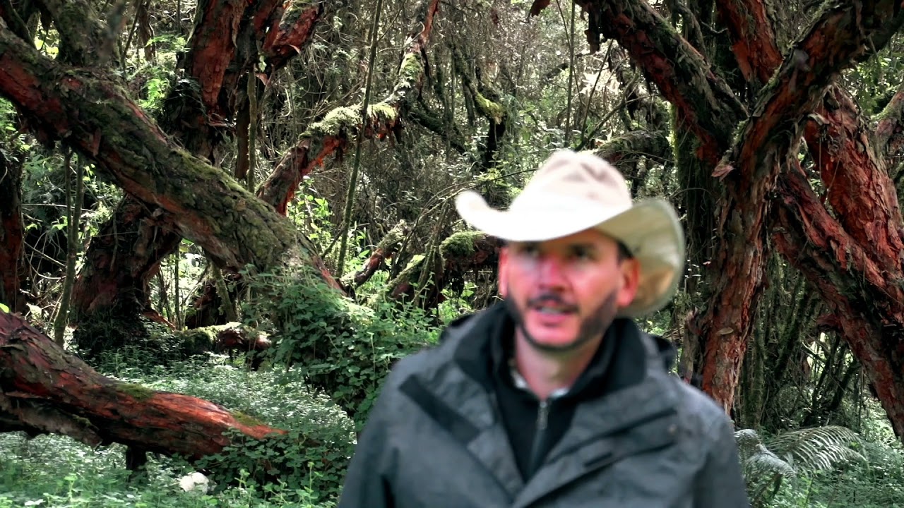 POLYLEPIS LODGE