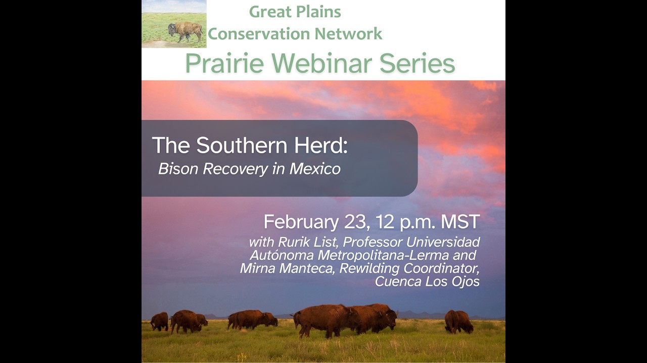 The Southern Herd: Bison Recovery in Mexico