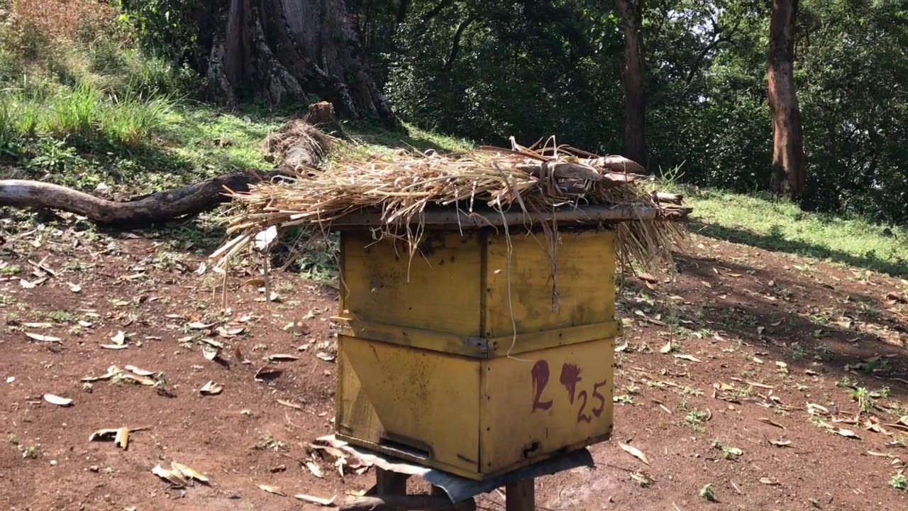 Ethiopia: Limmu Kossa