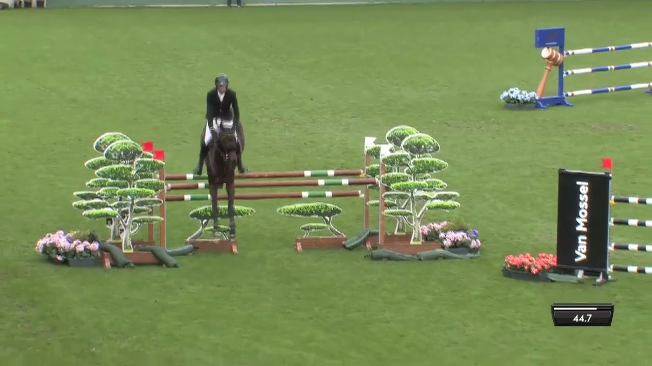 HALISCO D'ASSCHAUT - Vigo Cécé x For Pleasure / WBFSH Studbook Ch. Valkenswaard