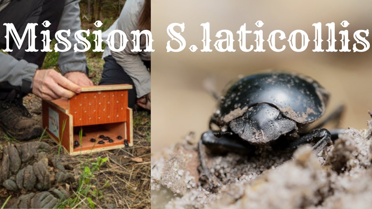MISSION S.LATICOLLIS avec Rewilding Europe