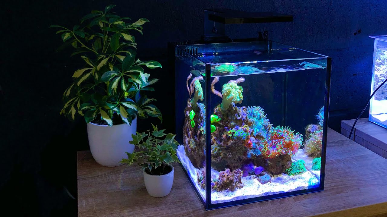 How I clean my Nano Reef Tank (No Skimmer)
