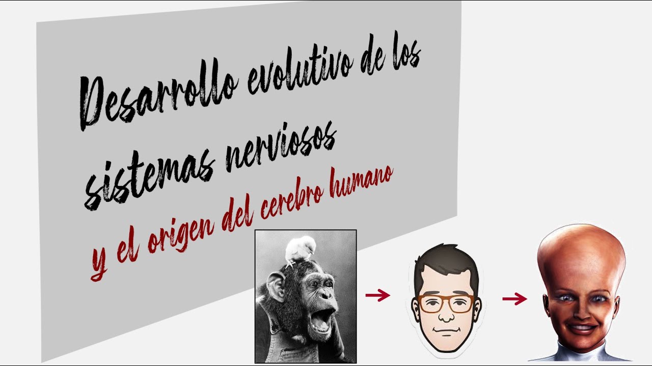 Evolución de los sistemas nerviosos y origen del cerebro humano