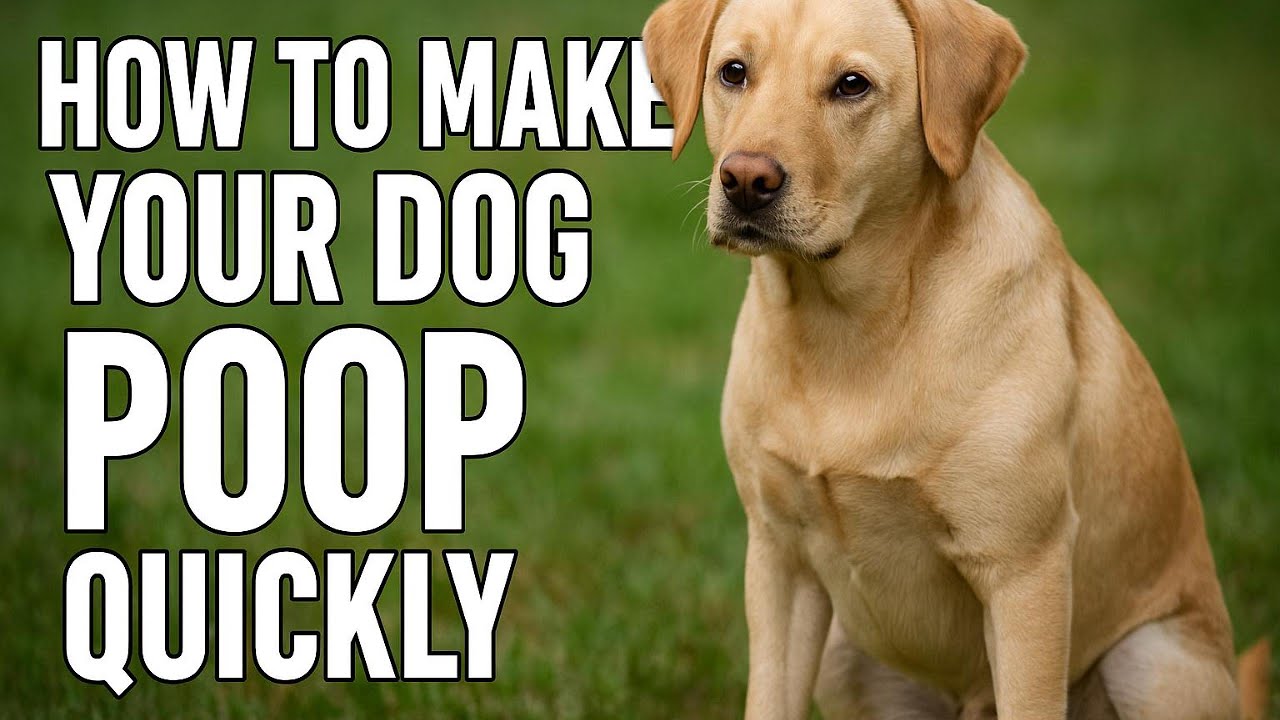 15 Ways to Help Your Dog Poop Quickly &ndash; Effective Home Remedies for Dog Constipation
