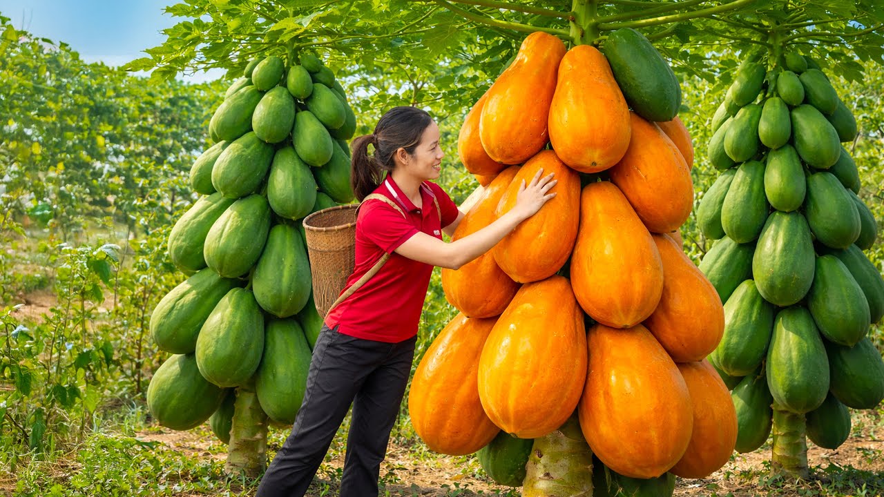 Wild Forest Papaya Harvest | Making Firm Papaya Jelly That Sells Out Fast at the Market