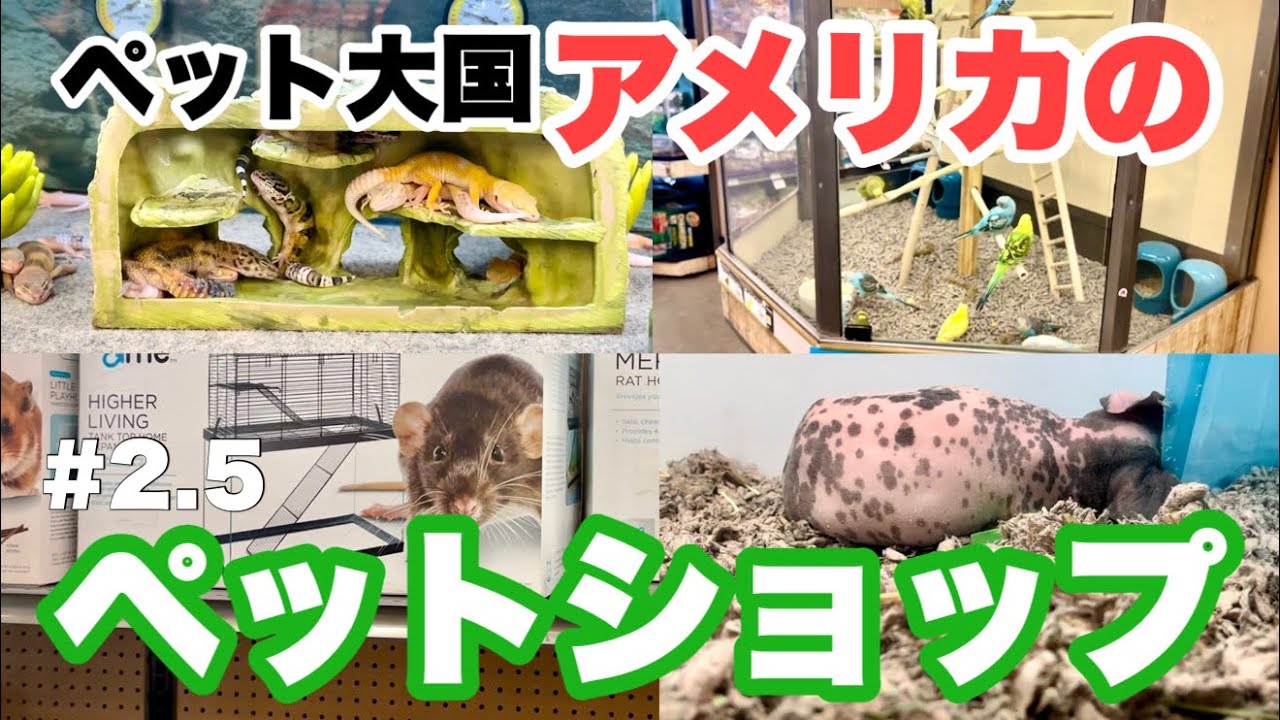 先進国のペットショップは凄かった！犬猫ウサギの生体販売やってません【#2.5元飼育員のアメリカ旅】【ロサンゼルス・チンチラ・ハムスター・モルモット・インコ・カメ】