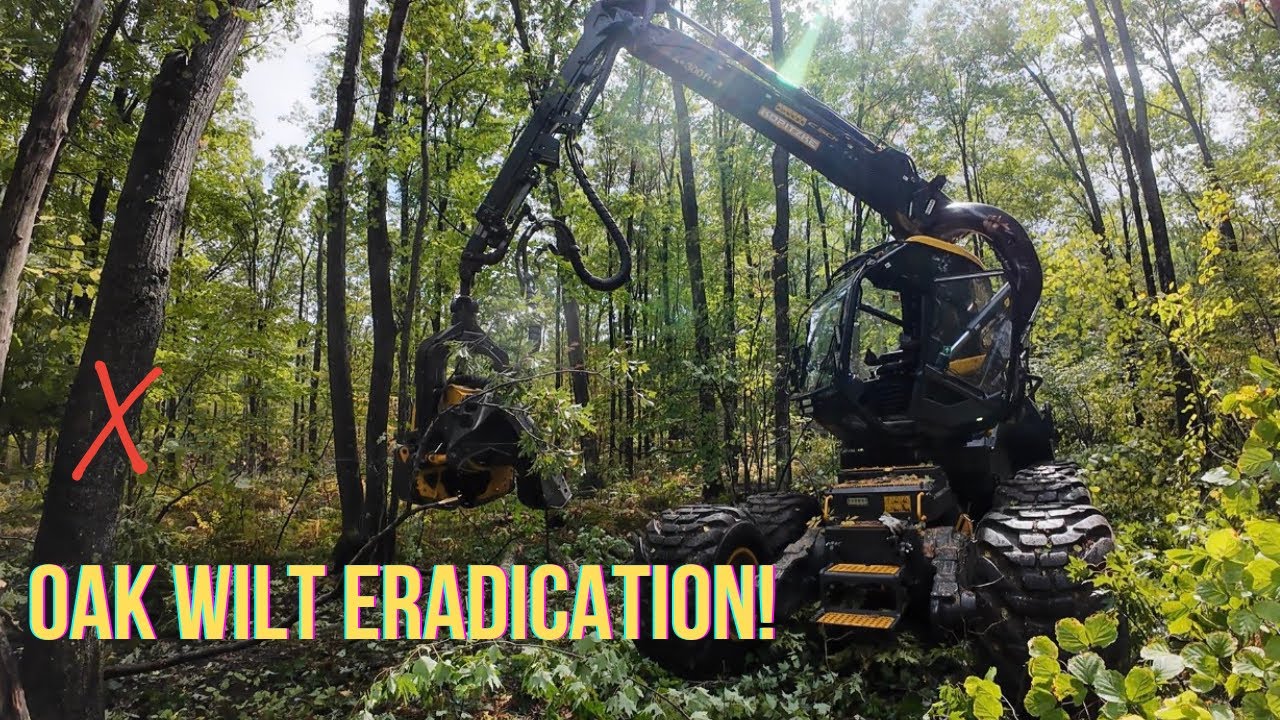 Oak Wilt Outbreak: Scorpion vs. “The Wilt” 
