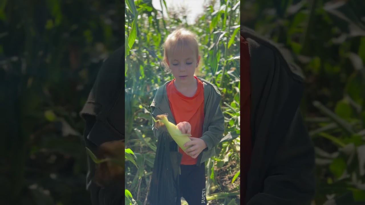 S&auml;song f&ouml;r att plocka majs nu 🌽