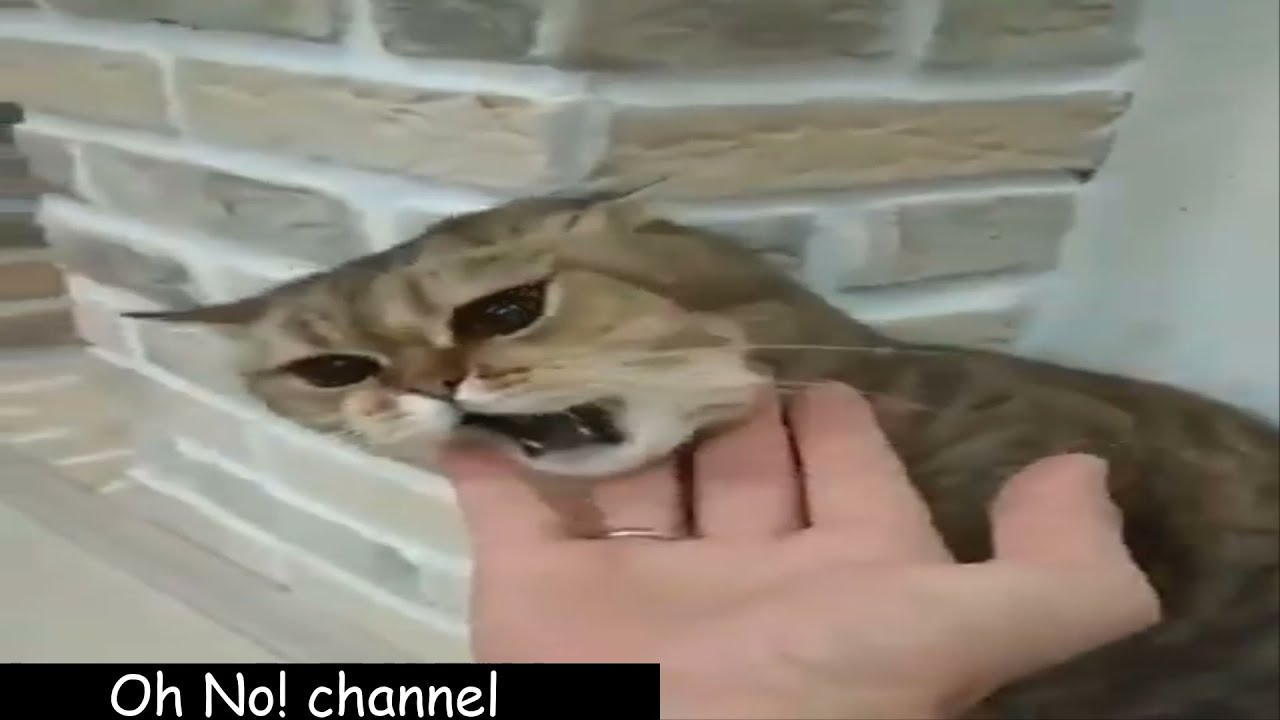 Cat Going Ultra Instinct