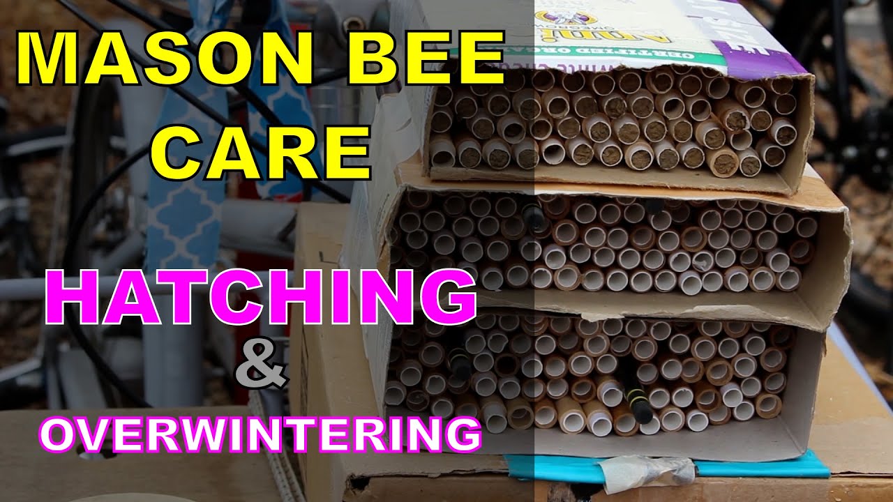 How to care for Mason Bees, Hatching, Overwintering