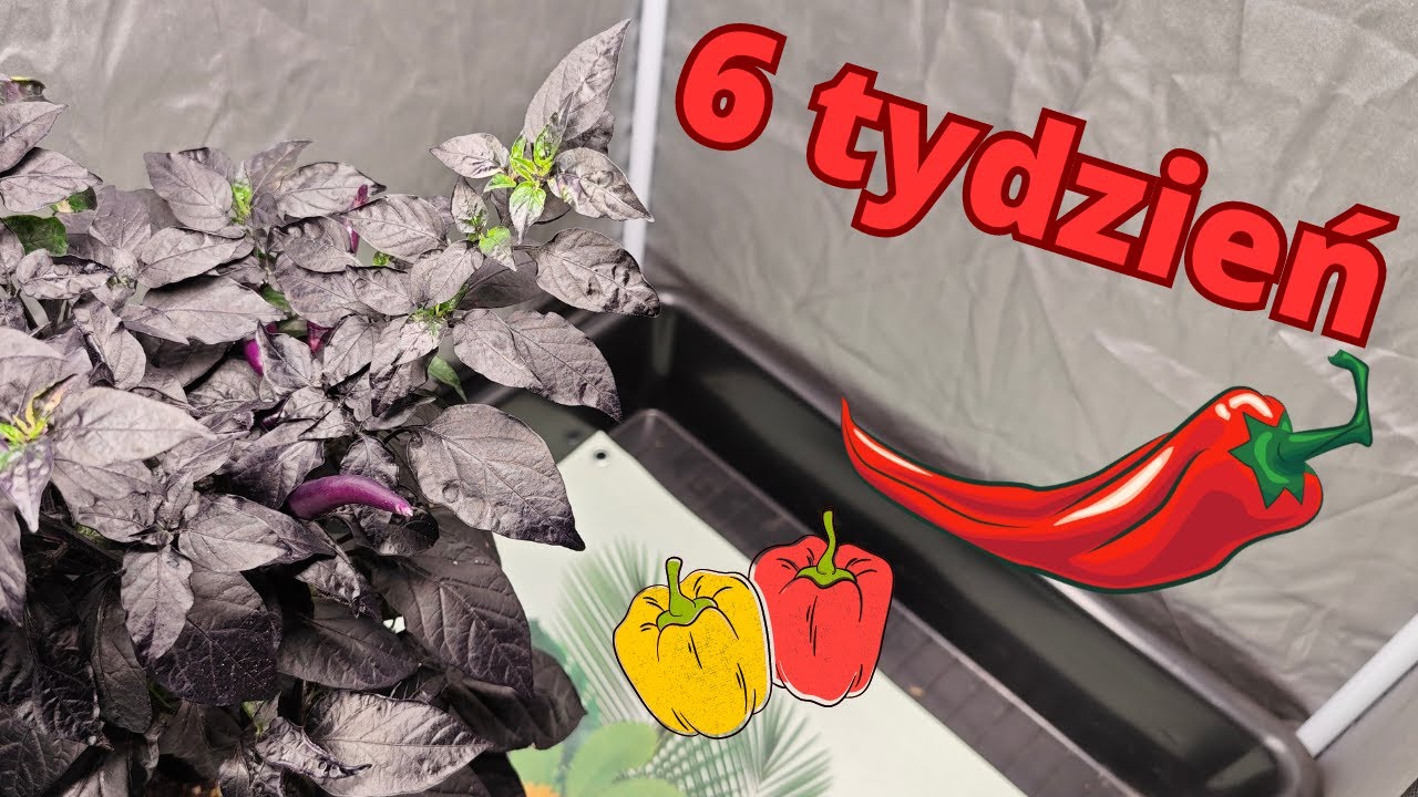 Por&oacute;nanie nawożenia:  BioCanna vs. Canna Terra  -  6 tydzień