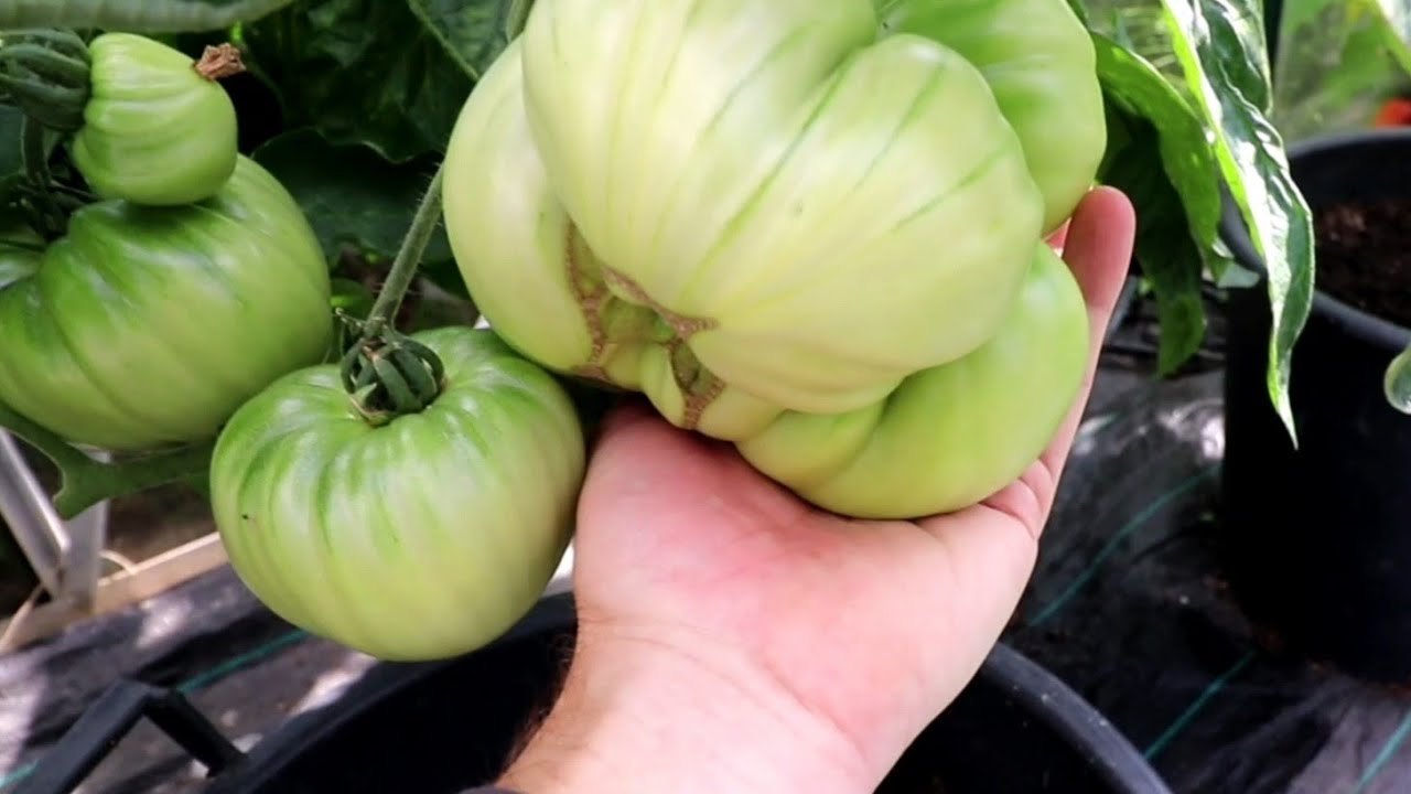Allotment  Days #108 Beautiful Beefsteak and Cascading Cherry Tomatoes