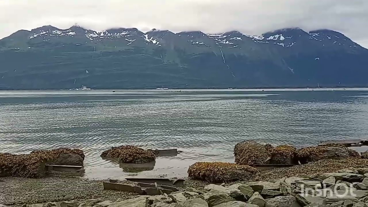 Walking Into The Port Valdez Inlet Beside The Solomon Gulch Fish Hatchery At Low Tide.  Alaska 2025