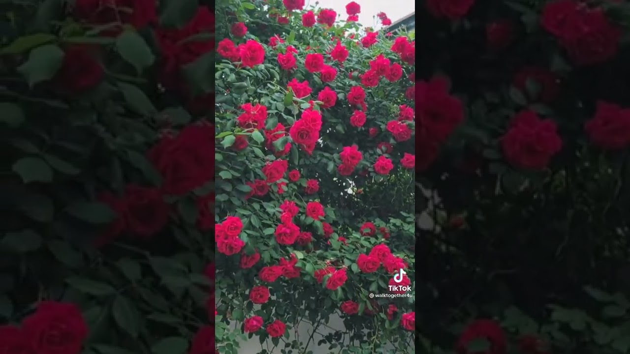 𝐿𝑒𝑡𝑠 𝑊𝑎𝑙𝑘 𝑇𝑜𝑔𝑒𝑡ℎ𝑒𝑟 𝑖𝑛 𝑆𝑜𝑢𝑡ℎ 𝐾𝑜𝑟𝑒𝑎