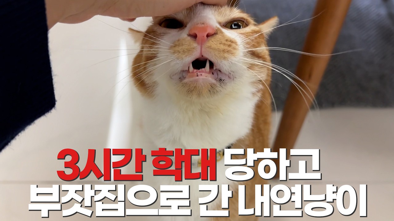 밤새 학대 당했던 내연냥 명숙이 근황