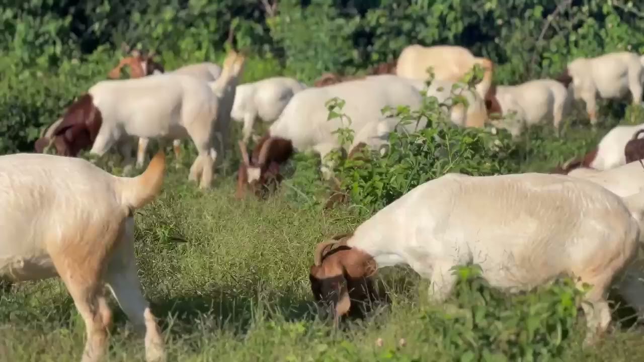 Boer Goats Pure Genetics #farming #animallife #animals #livestock #goat #goats #cow #farmgoat 