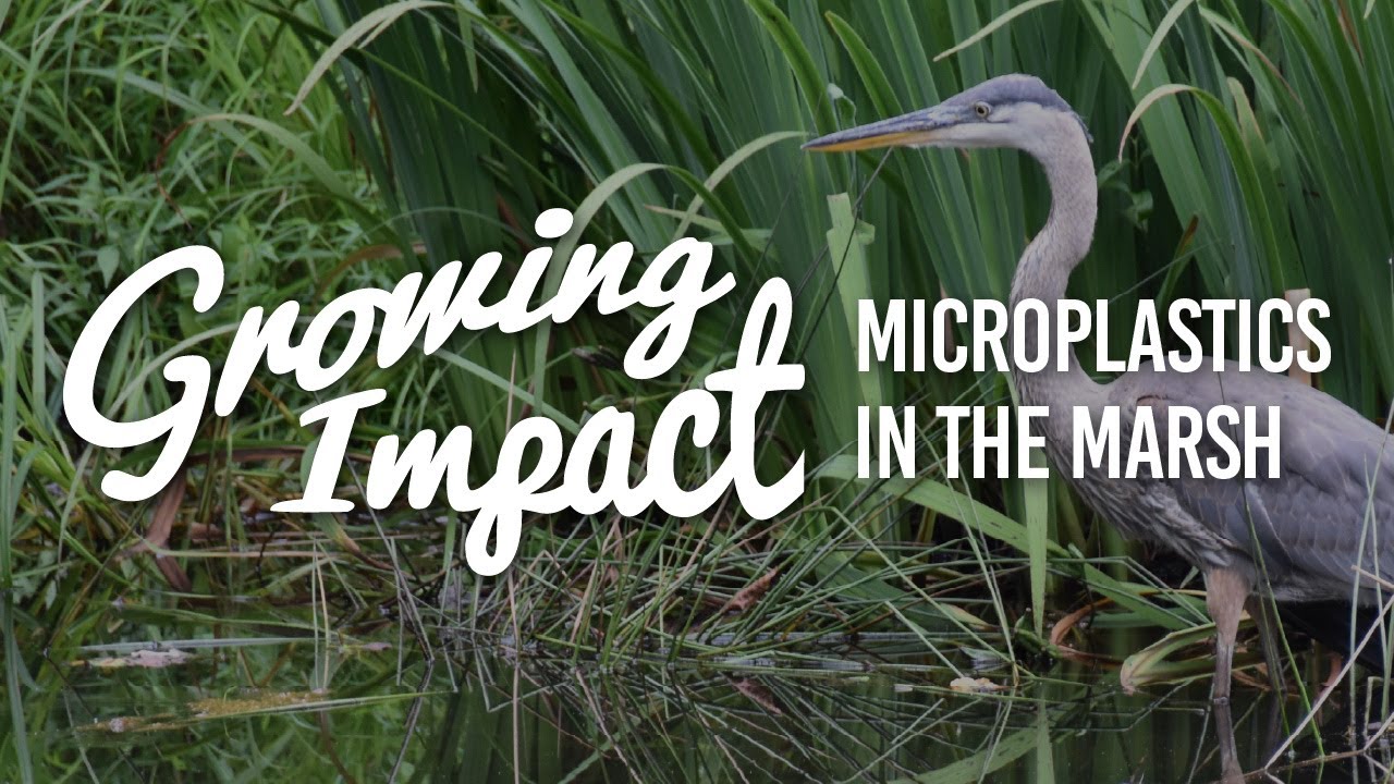 Growing Impact: Microplastics in the marsh