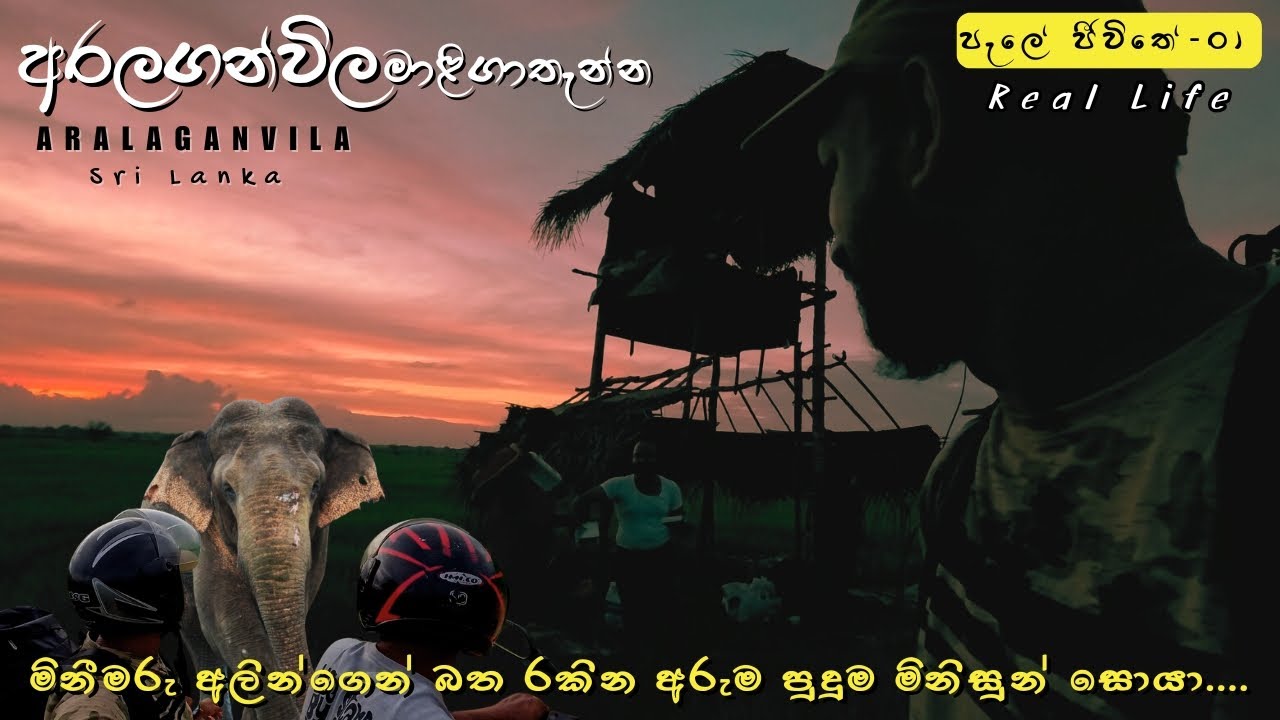 Aralaganvila Sri Lanka / ඇත්තම පැල් රැකීමේ අත්දැකීම /අරලගන්විල මාලිගාතැන්න D6 / EP01 #travel #vlog
