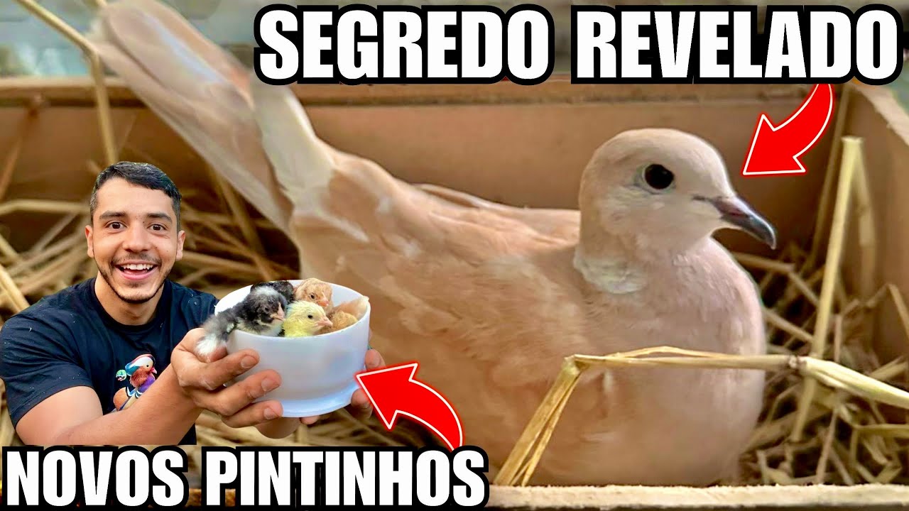 Novidade Pomba Burguesa | Cuidando dos NOVOS PINTINHOS | Reforma baia do pavão | Aves Recriar