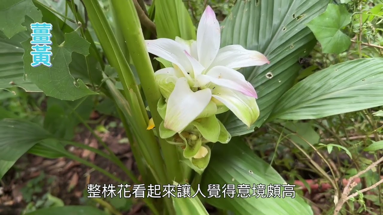 悠然自在行腳誌︰奼紫嫣紅 綠意盎然 (12) #臺灣欒樹 #紅筆鳯梨 #龍吐珠 #水黃皮 #林投 #薑黃 #山馬茶 #青葙 #蠍子草 #粉黛 #美麗的花卉 #beautiful flowers 