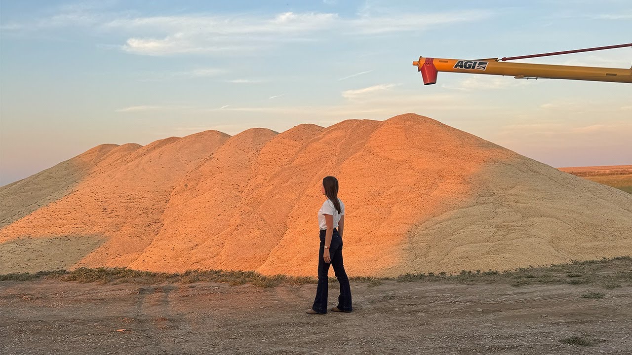 Montana Barley Harvest: From Field to Giant Ground Pile