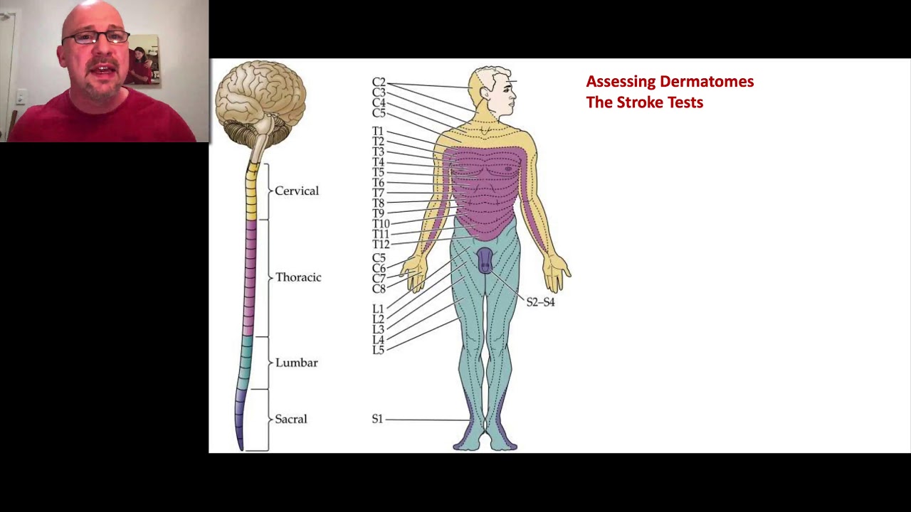 Paramedic Neurological Assessment 6 - Dermatomes