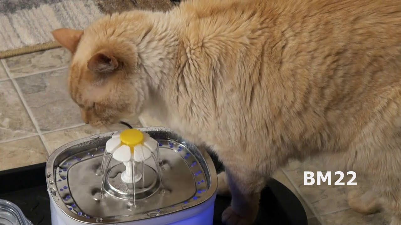 How To Clean the LamYoo Cat Fountain Water Dish