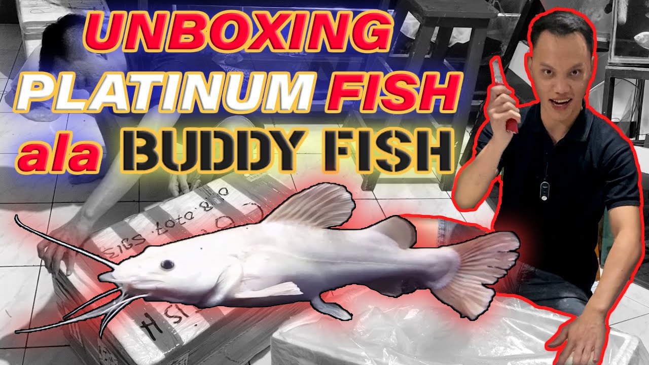 Unboxing Red Tail Catfish Platinum , Garansi platinum seumur hidup!!! atau UANG KEMBALI !!