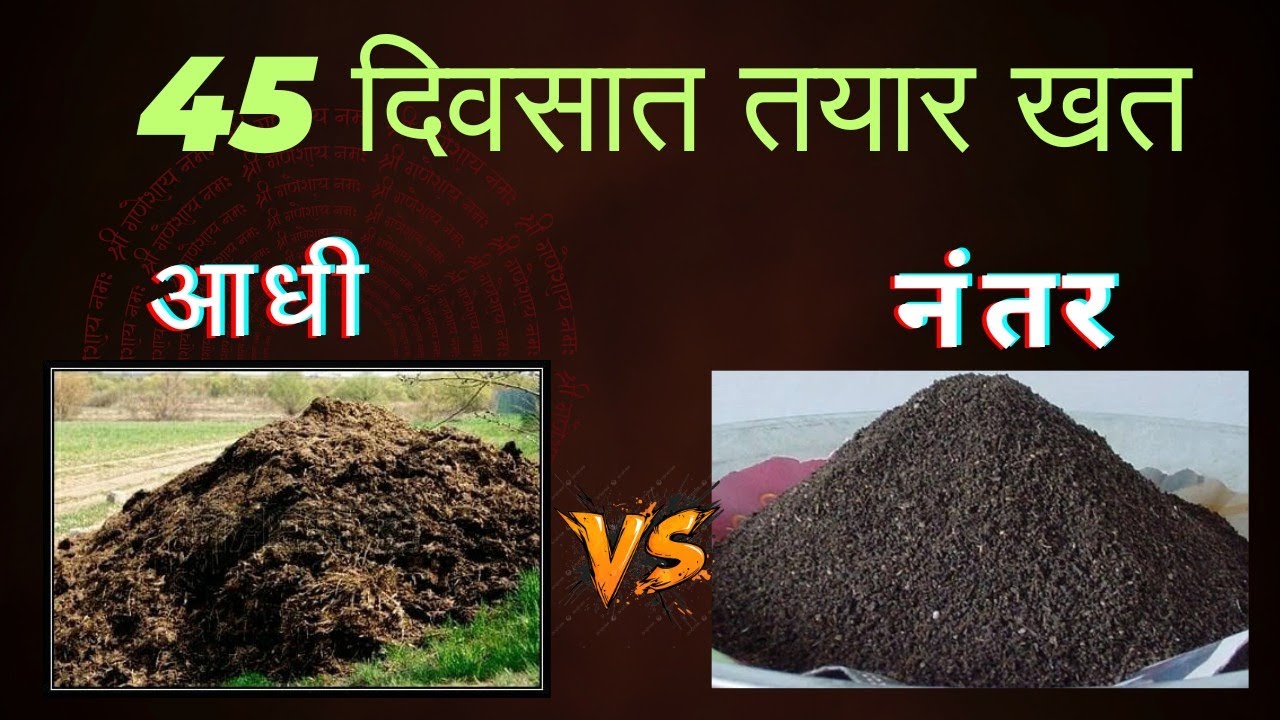 शेणखत कुजवण्याची नवीन पद्धत ll शेणखत कुजवण्यासाठी कोणते जिवाणू वापरावे ll Composting Cow Dung