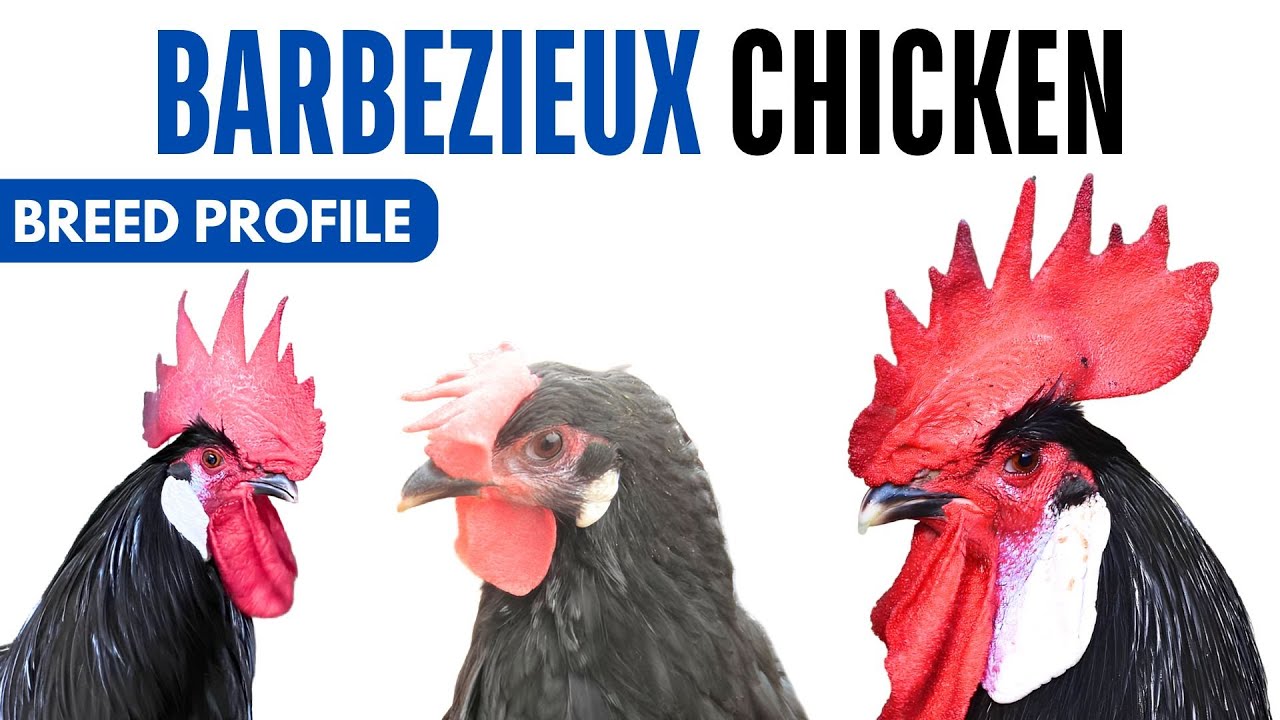 Barbezieux Chicken Breed Profile History Health Issues -  Poule de Barbezieux Egg Ratio Lifespan